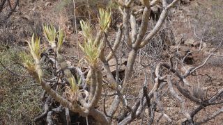 2023-04-GranCan-Ayagaures-089.JPG
